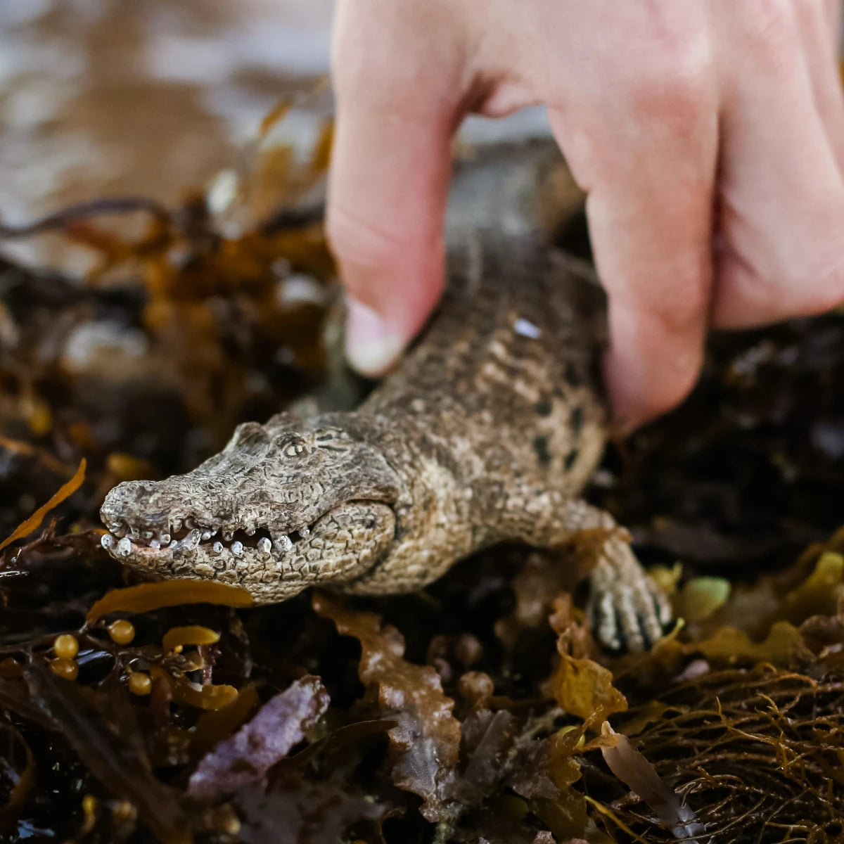 Schleich Crocodile