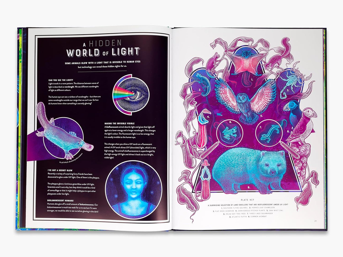 Glow - The Wild Wonders of BioLinescence