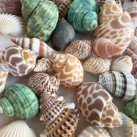 Nature’s Whimsies - Seaside Shells