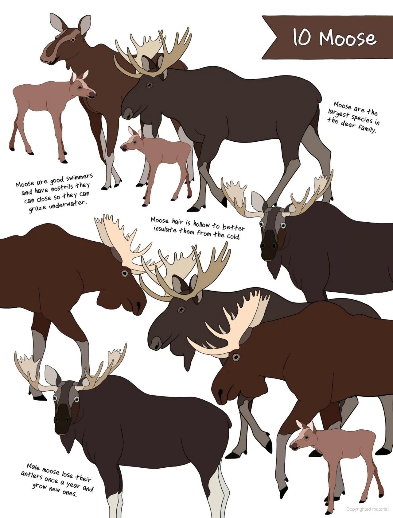 The Ultimate Animal Counting Book