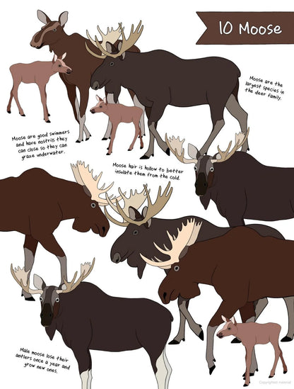 The Ultimate Animal Counting Book