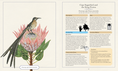 Illustrated Encyclopaedia of Peculiar Pairs in Nature