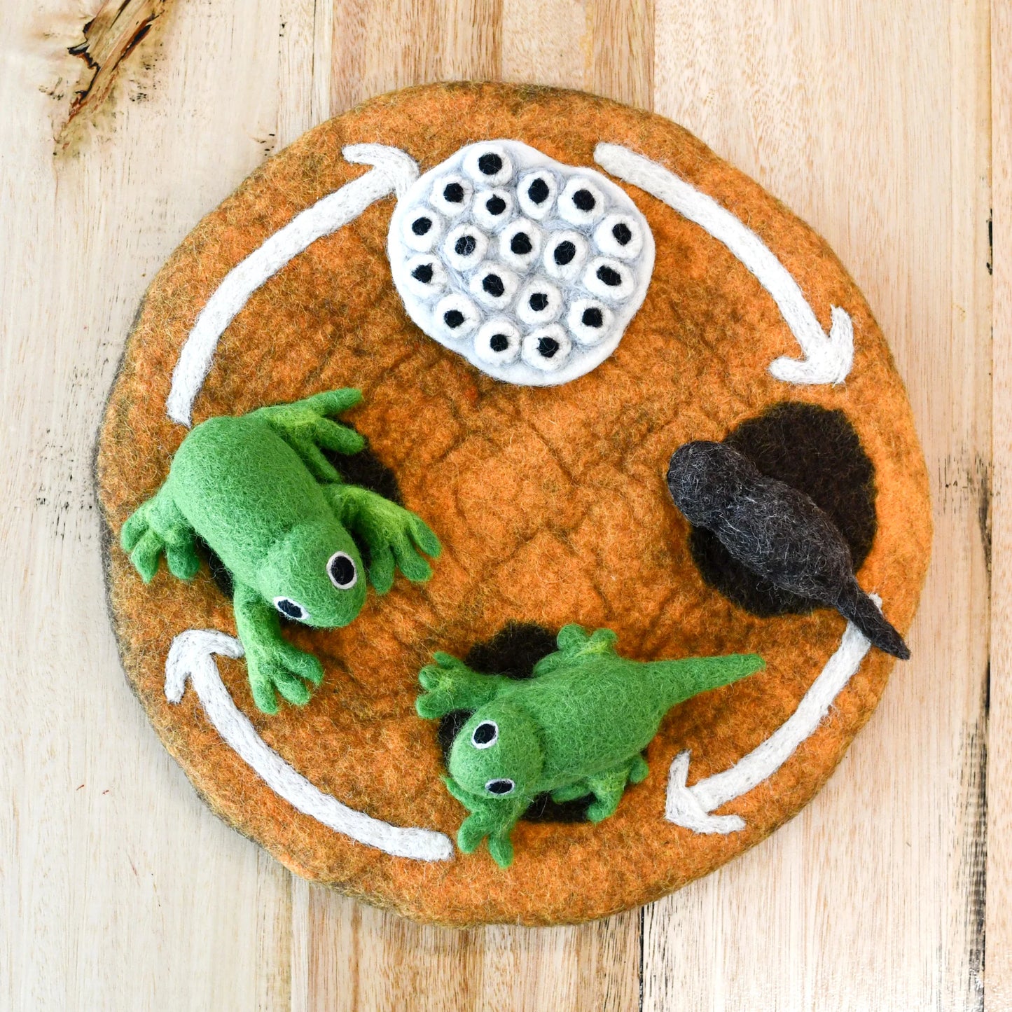 Felt Lifecycle of a Frog