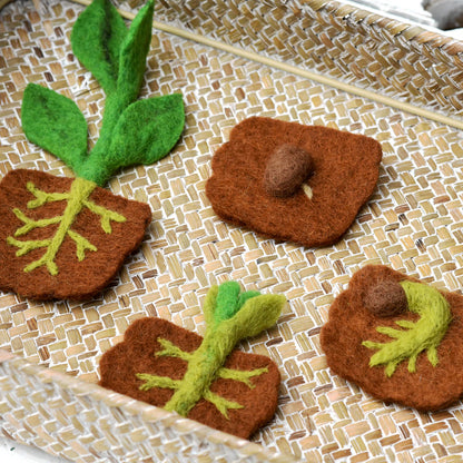 Felt Lifecycle of Bean Plant